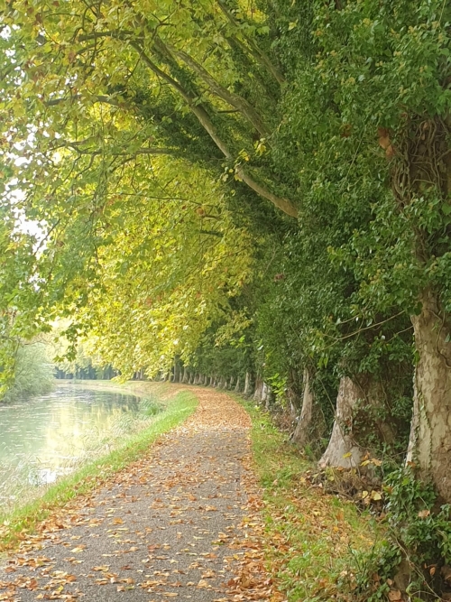 J 54 Sous les platanes...