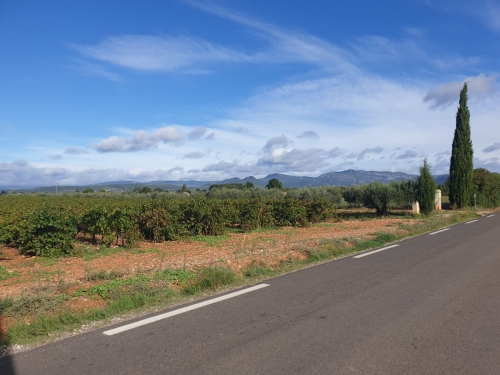 J39 St André de Sangonis (sortie) (34)